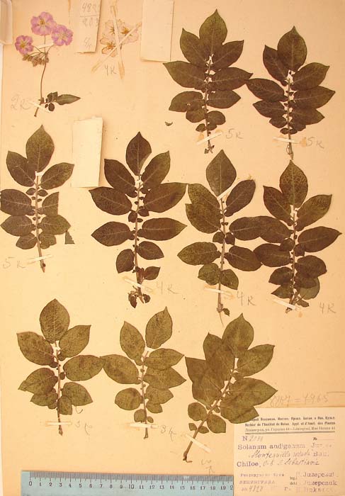 S. tuberosum chilotanum mahuinhue Lectotypus 2038